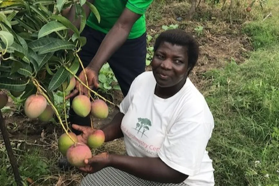 Woman holds up Kisumu Mangoes growing on tree